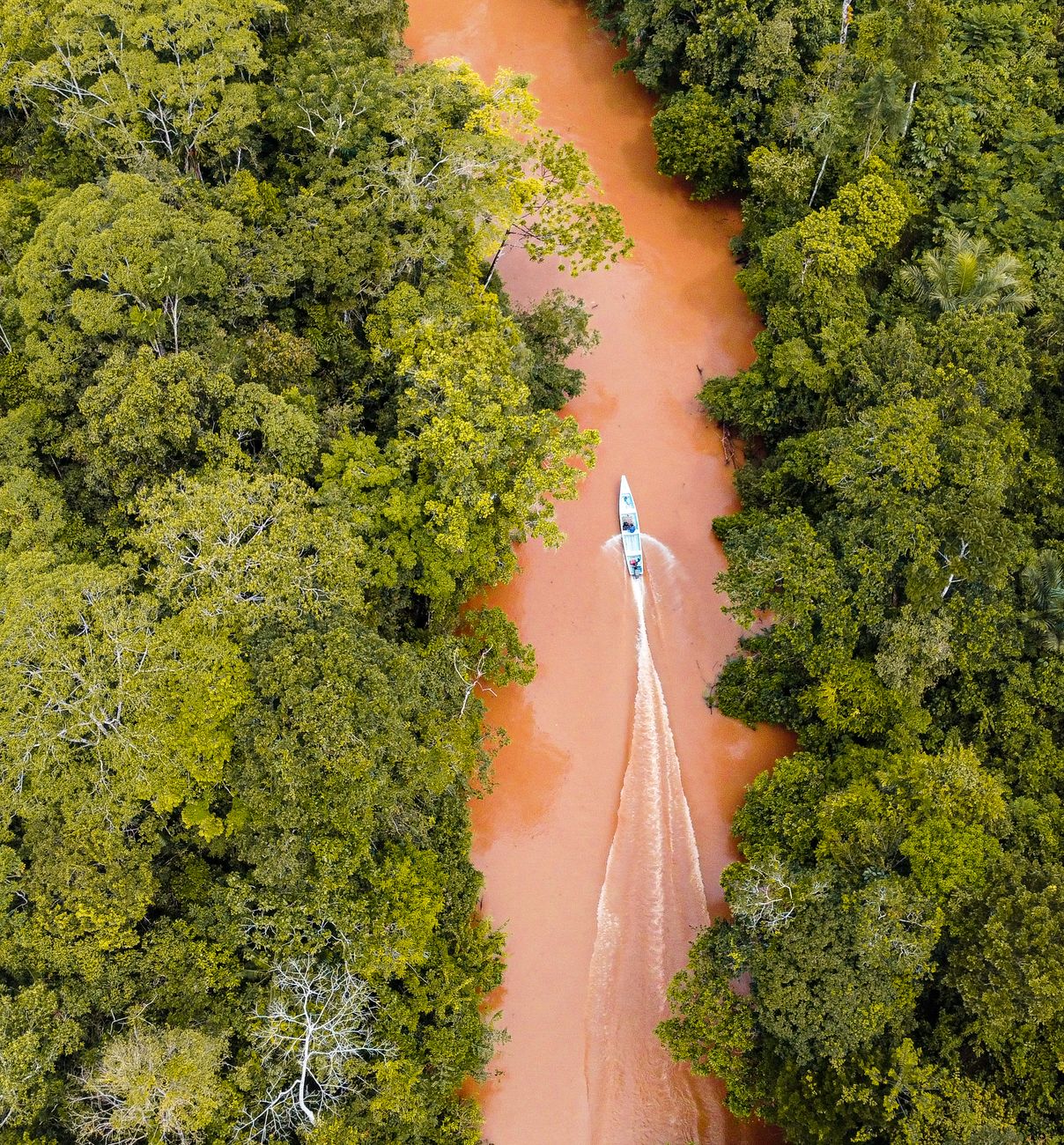 Natureza exuberante e floresta tropical no Brasil